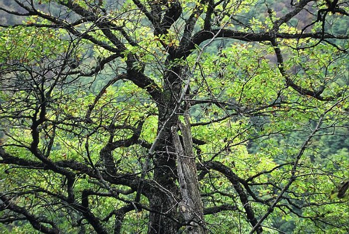 Quercus cerrioides (2)
